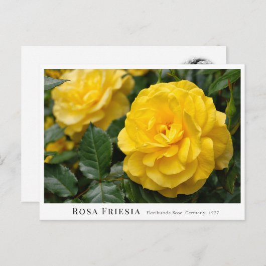 Rosa Friesia Briefkaart (Voorkant / Achterkant)