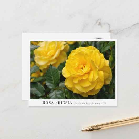 Rosa Friesia Briefkaart (Voorkant / Achterkant in situ)