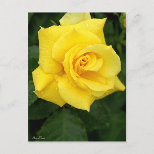 Rosa Friesia:Briefkaart Briefkaart (Voorkant)