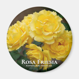 Rosa Friesia Magneet