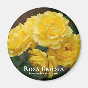 Rosa Friesia Magneet