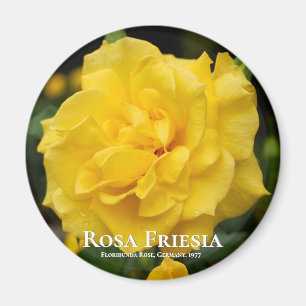 Rosa Friesia Magneet