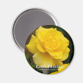 Rosa Friesia Magneet (Voorkant / Achterkant)