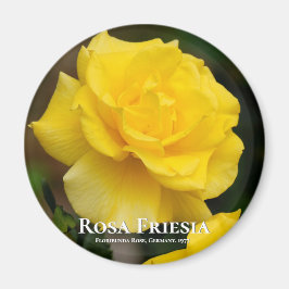Rosa Friesia Magneet