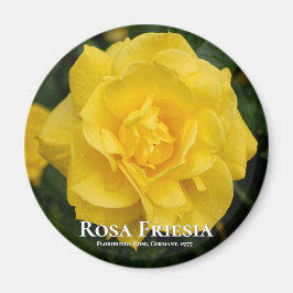 Rosa Friesia Magneet
