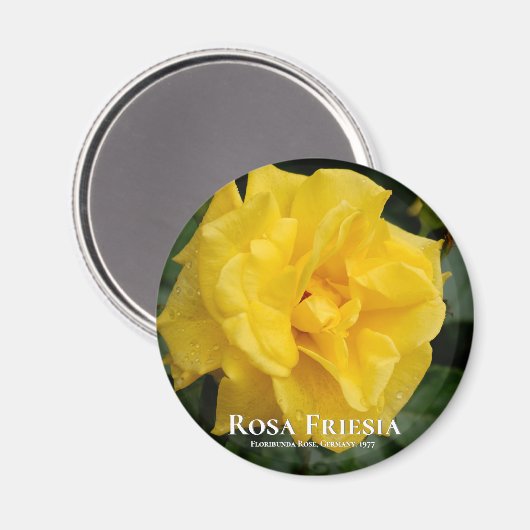 Rosa Friesia Magneet (Voorkant / Achterkant)