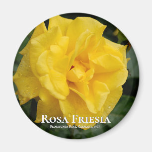 Rosa Friesia Magneet