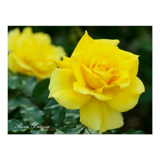 Rosa Friesia:Perfect Poster (Voorkant)