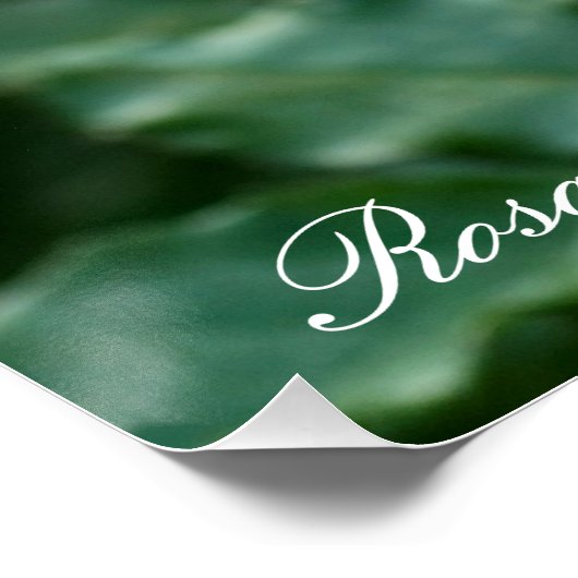 Rosa Friesia:Perfect Poster (Hoek)