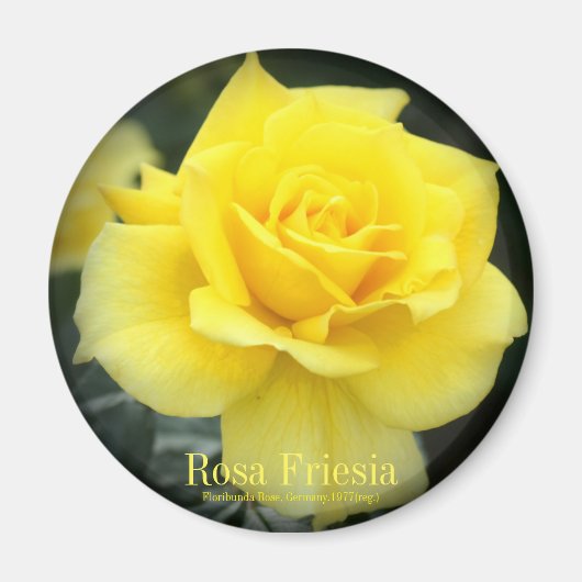 Rosa Friesia:Round Magnet (Voorkant)