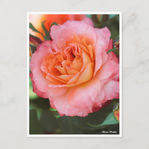 Rosa Fruite Briefkaart