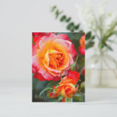 Rosa Fruite [Briefkaart] Briefkaart (Staand voorkant)