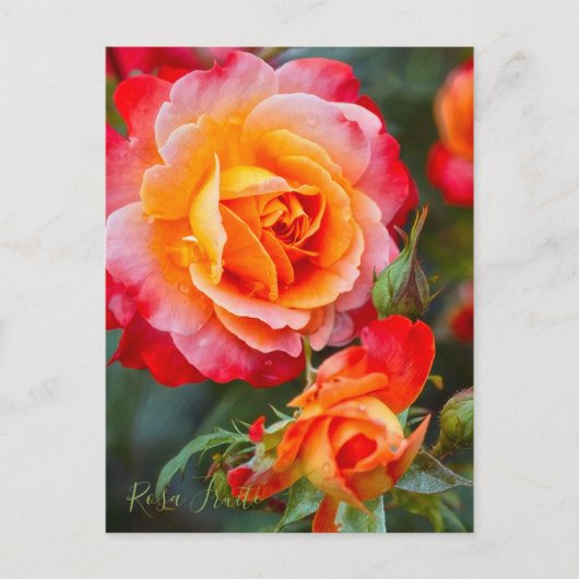 Rosa Fruite [Briefkaart] Briefkaart (Voorkant)