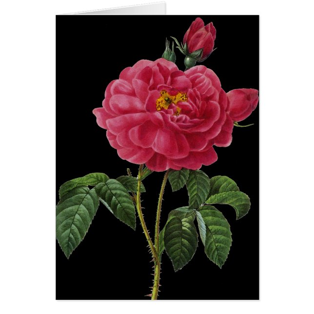 Rosa Gallica (Voorkant)