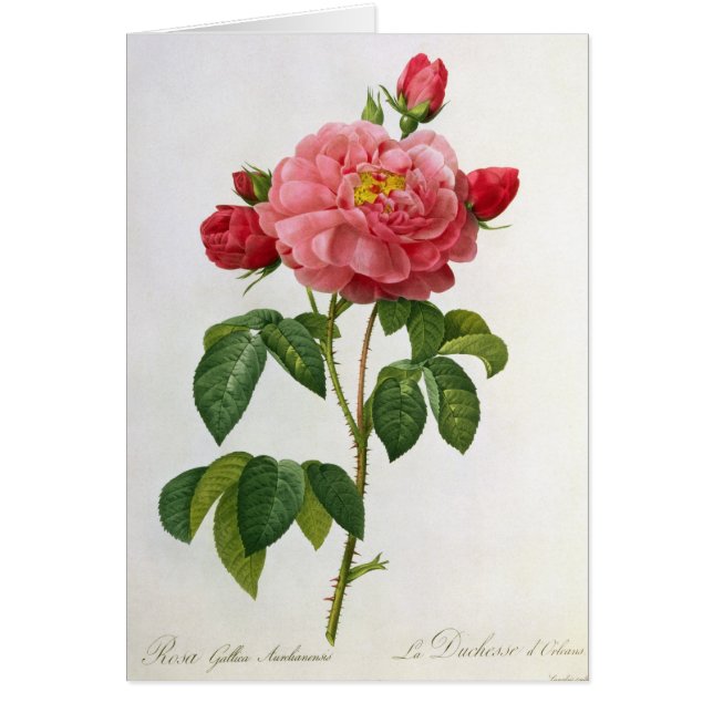 Rosa Gallica Aurelianensis (Voorkant)