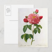Rosa Gallica Aurelianensis Briefkaart (Voorkant / Achterkant)