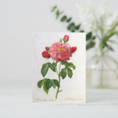 Rosa Gallica Aurelianensis Briefkaart (Staand voorkant)
