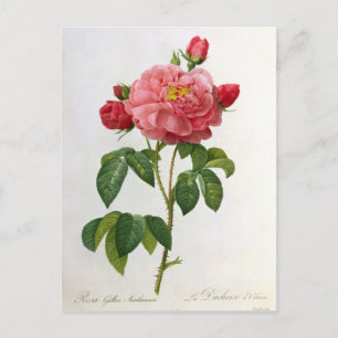 Rosa Gallica Aurelianensis Briefkaart