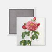 Rosa Gallica Aurelianensis Magneet (Voorkant / Achterkant)