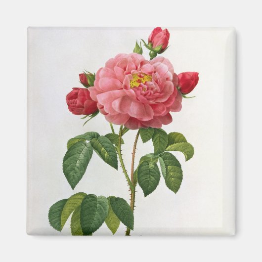 Rosa Gallica Aurelianensis Magneet (Voorkant)