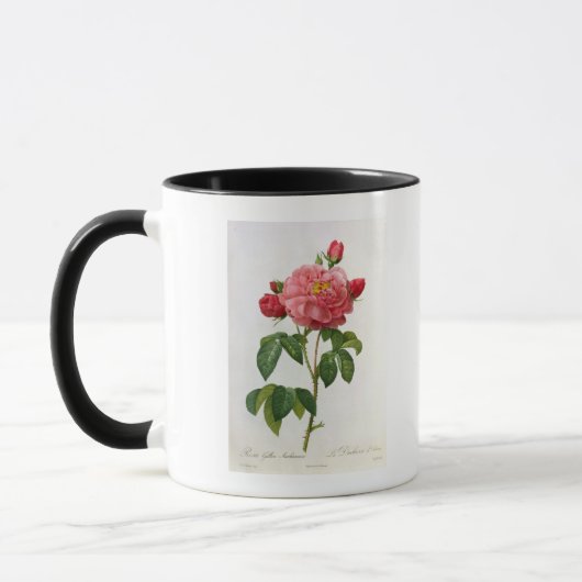 Rosa Gallica Aurelianensis Mok (Links)