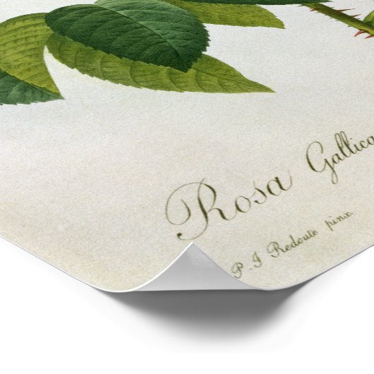 Rosa Gallica Aurelianensis Poster (Hoek)