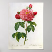 Rosa Gallica Aurelianensis Poster (Voorkant)