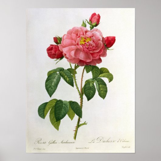 Rosa Gallica Aurelianensis Poster (Voorkant)