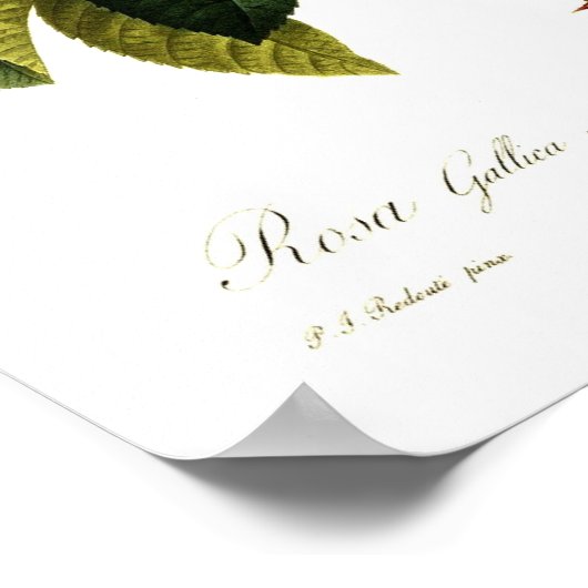 Rosa gallica aurelianensis poster (Hoek)