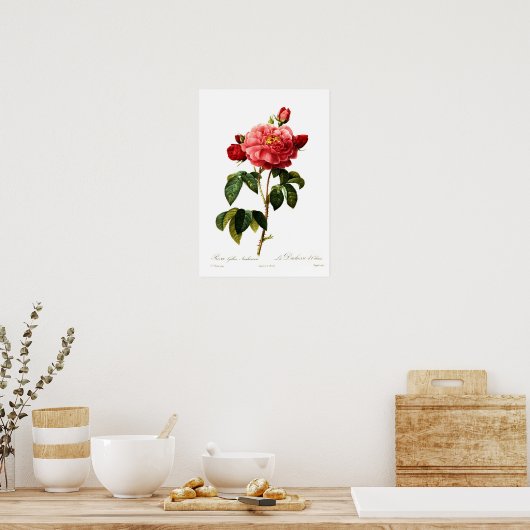 Rosa gallica aurelianensis poster (Keuken)