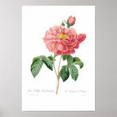 Rosa gallica aurelianensis poster (Voorkant)