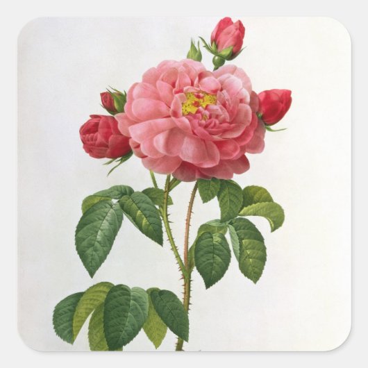 Rosa Gallica Aurelianensis Vierkante Sticker (Voorkant)
