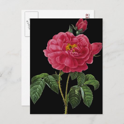 Rosa Gallica Briefkaart (Voorkant / Achterkant)