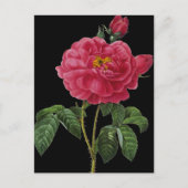 Rosa Gallica Briefkaart (Voorkant)