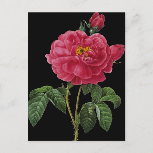 Rosa Gallica Briefkaart (Voorkant)