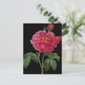 Rosa Gallica Briefkaart (Staand voorkant)