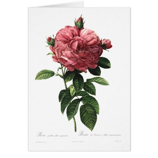 Rosa gallica flore giganteo (Voorkant)