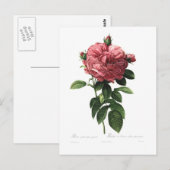 Rosa gallica flore giganteo briefkaart (Voorkant / Achterkant)