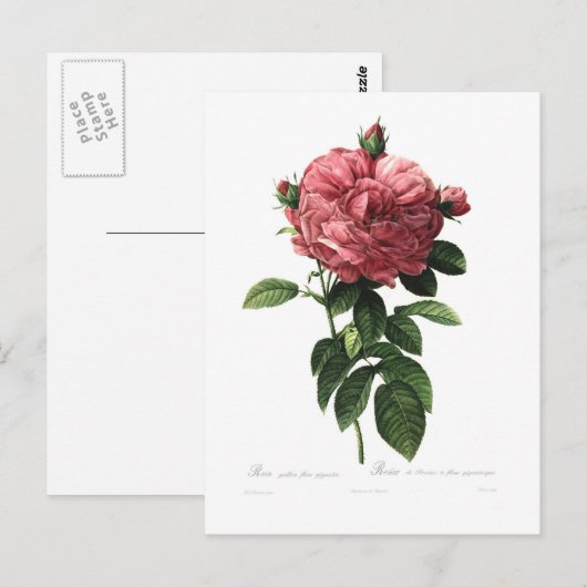Rosa gallica flore giganteo briefkaart (Voorkant / Achterkant)