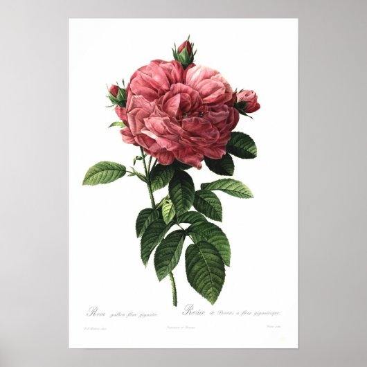 Rosa gallica flore giganteo poster (Voorkant)