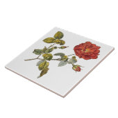 Rosa Gallica Mooi Rood Antiek  Roos Tegeltje (Zijkant)