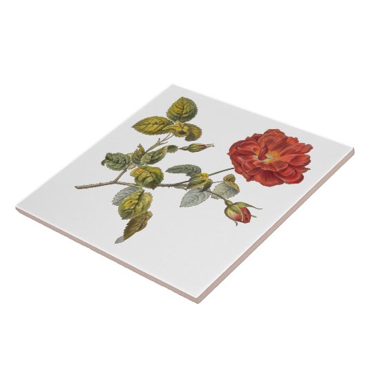 Rosa Gallica Mooi Rood Antiek  Roos Tegeltje (Zijkant)