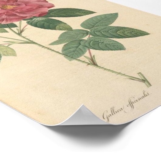 Rosa Gallica Officinalis; Rosier des Apothicaires Poster (Hoek)