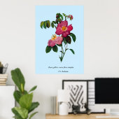 Rosa gallica, Pierre Joseph Redouté Poster (Thuiskantoor)