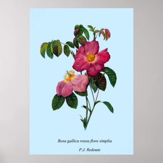 Rosa gallica, Pierre Joseph Redouté Poster (Voorkant)