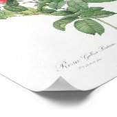 Rosa Gallica Pontiana  Floral roze Rose Poster (Hoek)