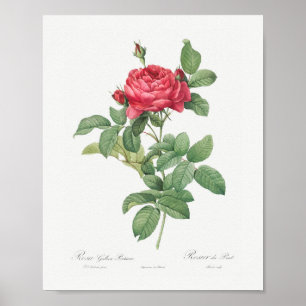 Rosa Gallica Pontiana  Floral roze Rose Poster