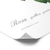 Rosa gallica pontiana poster (Hoek)