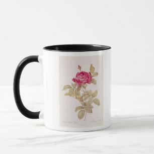 Rosa Gallica Pontiana uit 'Les Rozen' Mok