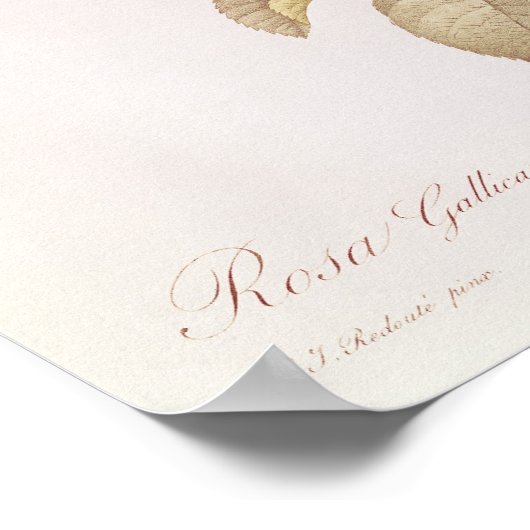 Rosa Gallica Pontiana uit 'Les Rozen' Poster (Hoek)